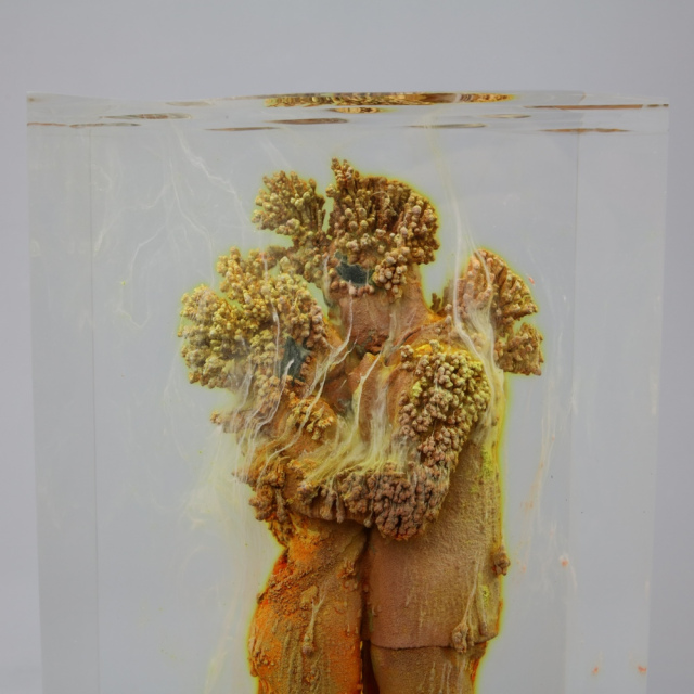 Acropora Digitifera Coral Couple