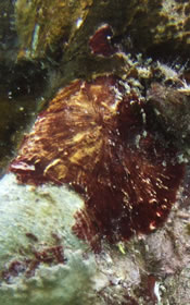 Crustose Coralline Alga: Rhodaophyta sp. on "Man on Fire"