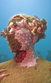 Crustose Coralline Alga: Rhodaophyta sp. on "Vicissitudes"