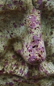 Early colonisation of Crustose Coralline Alga on "The Dream Collector"