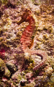 Sea Horse: Hippocampus sp. on "Tam CC Project"