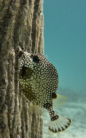 Smooth Trunkfish: Lactophrys triqueter feeding on "The Void"