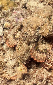 Stone (Scorpion) fish: Synanceia sp. next to "Grace Reef"