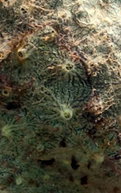 Green coloured sponge: Demospongiae sp. on "Vicissitudes Boy"