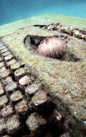 Sea Urchin, on "The Lost Correspondent" typewriter