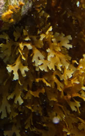 Y Branched Brown Alga: Dictoyota sp. on "The Silent Evolution"