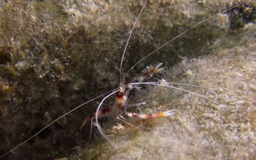 Banded Coral Mantis Shrimp: Stenopus hispidus on "The Dream Collector"