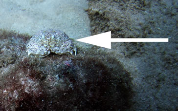 Box Crab: Calappa on "Grace Reef"