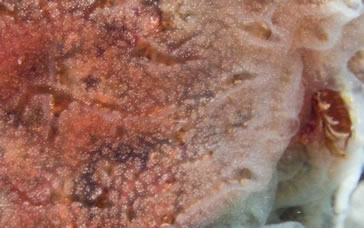 Star Horseshoe Worm: Pomatostegus stellatus on "The Silent Evolution"