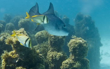 Trigger Fish with two Porkfish over "The Silent Evolution"