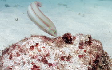 Wrasse feeding on "Grace Reef"