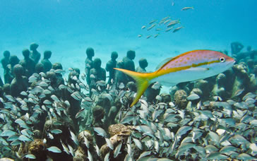 Yellowtail Snapper: Ocyurus chrysurus with a school of snapper over "The Silent Evolution"
