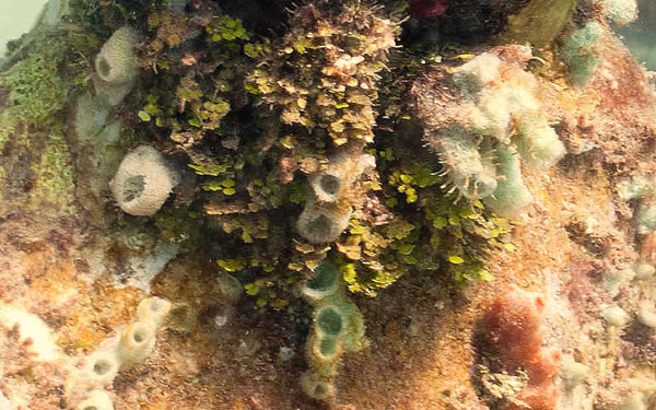 Algae & Sponges - Underwater Sculpture by Jason deCaires Taylor